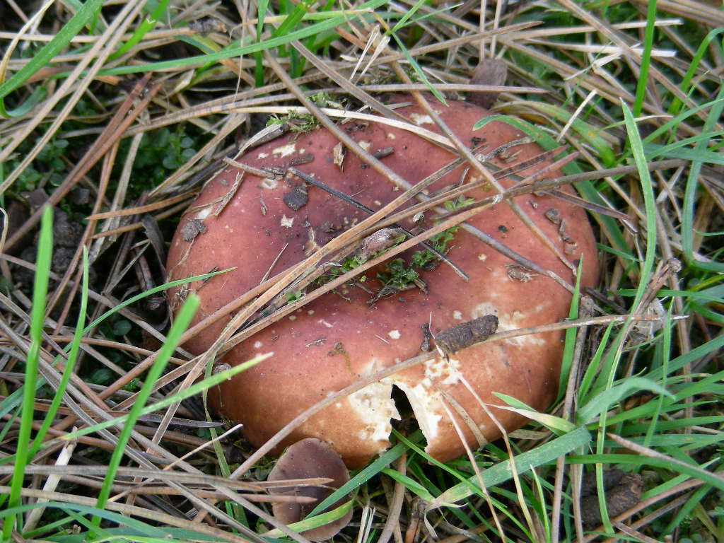 Russula integra ...